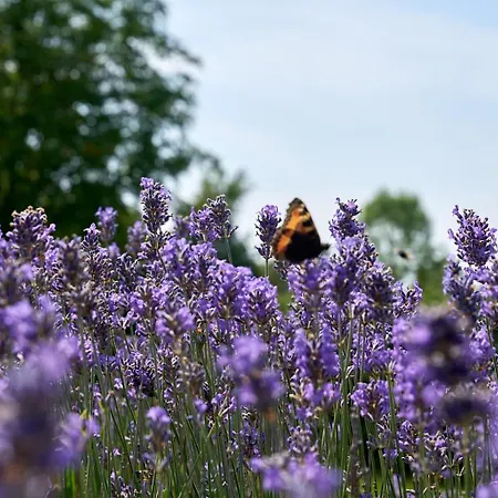 Stevns Camp Сasa de vacaciones Strøby Ladeplads