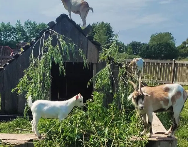 Stevns Camp Ferienhaus